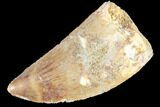 Bargain, Carcharodontosaurus Tooth - Real Dinosaur Tooth #85927-1